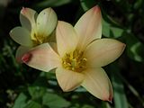 http://img.photobucket.com/albums/v695/romualde/tulipes/th_DSC_3023_tul-clusiana-cynthia.jpg