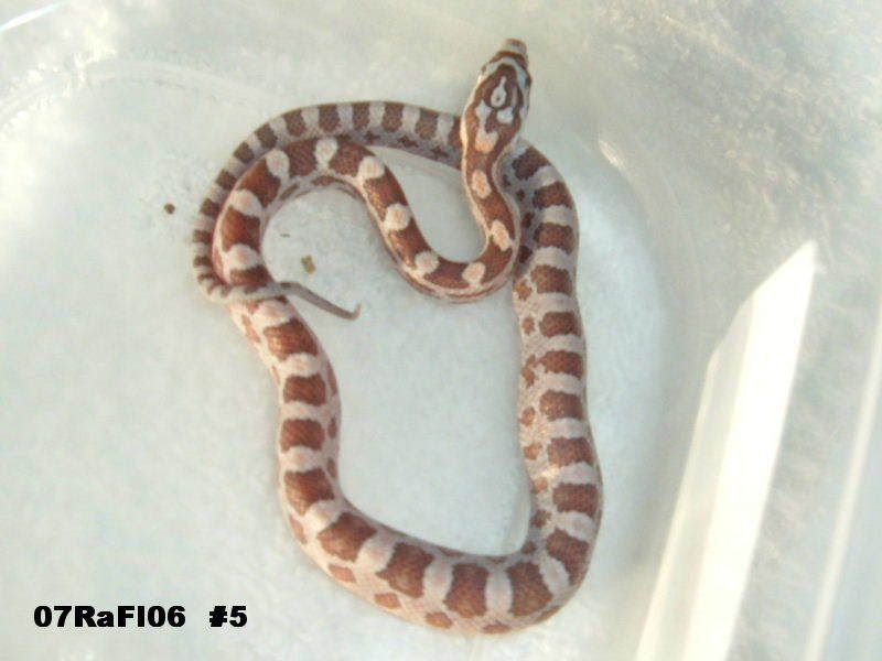 Hatchling5-1.jpg