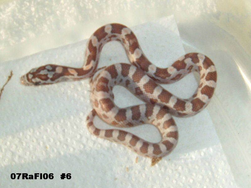 Hatchling6-1.jpg
