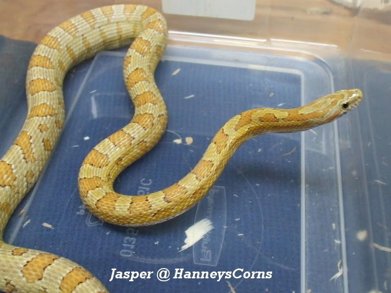 Jasper-1.jpg