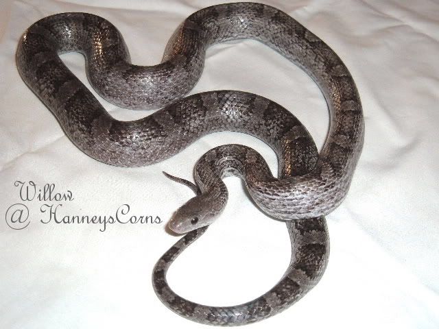 Willow1.jpg