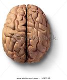 th_stock-photo-wood-sculpture-of-a-brain-made-from-oregon-pine-1097152.jpg