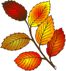 leaf5_1.png