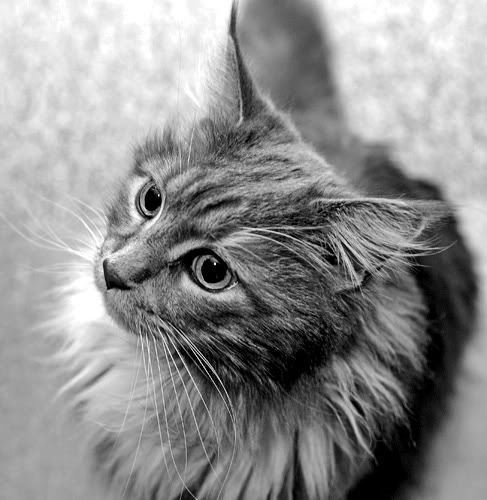 IMAGE: http://img.photobucket.com/albums/v696/nburwell/bandit_35mm1.jpg