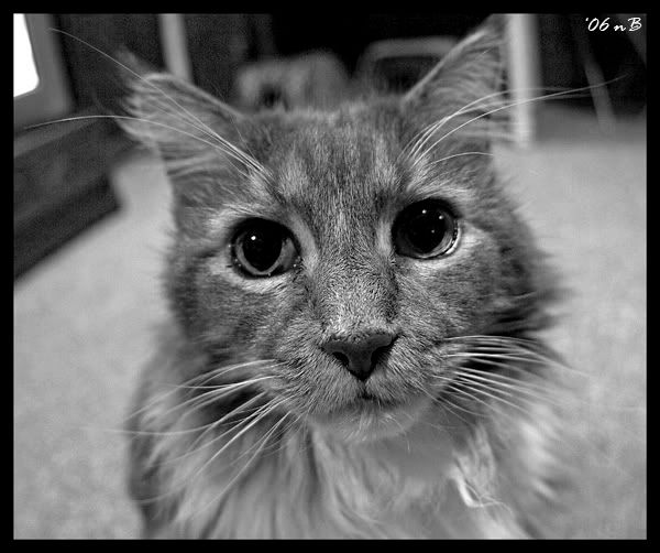 IMAGE: http://img.photobucket.com/albums/v696/nburwell/bandit_fisheye.jpg