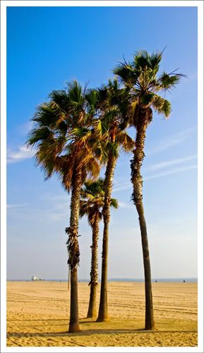 IMAGE: http://img.photobucket.com/albums/v696/nburwell/venice_7.jpg