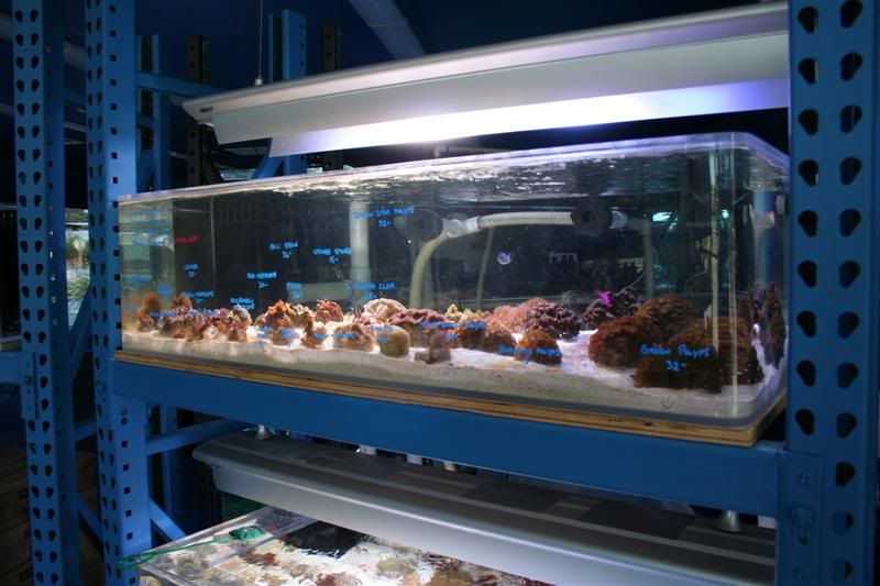 Pictures of new store "Coral Reef Shop" Reef Central Online Community