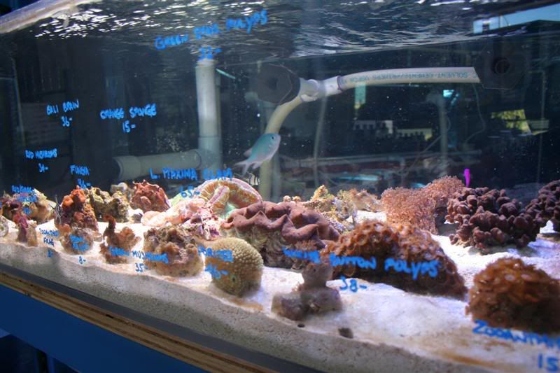 Pictures of new store "Coral Reef Shop" Reef Central Online Community