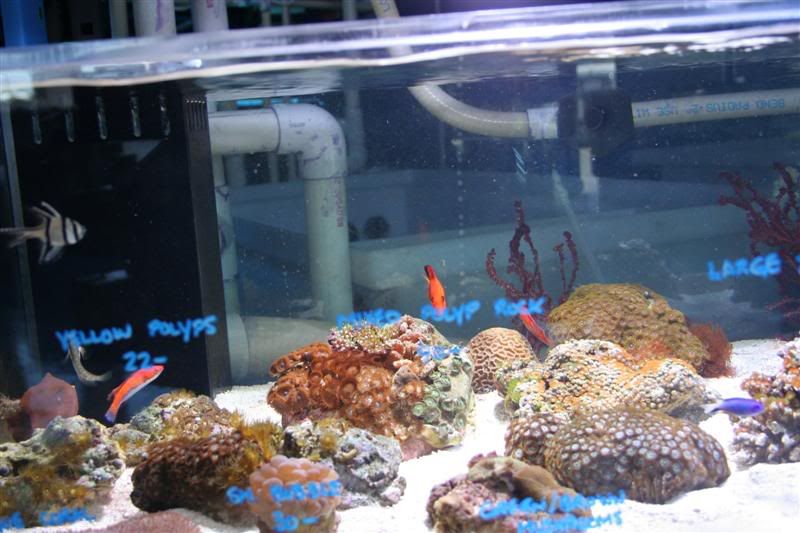 Pictures of new store "Coral Reef Shop" Reef Central Online Community