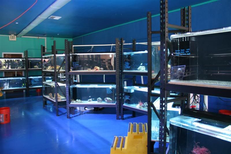 Pictures of new store "Coral Reef Shop" Reef Central Online Community
