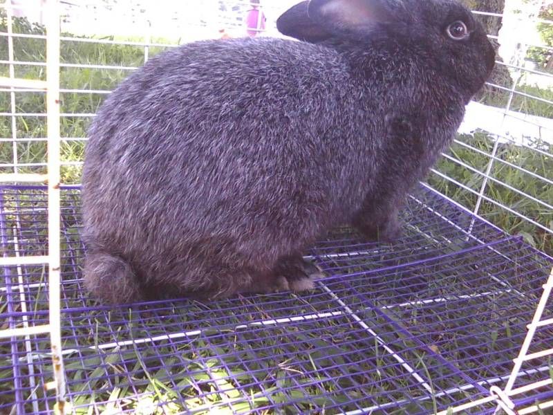 chocolate silver fox rabbit