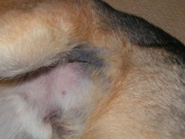 bad-rash-in-between-legs-pic-german-shepherds-forum