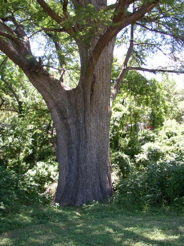 tree-trunk.jpg