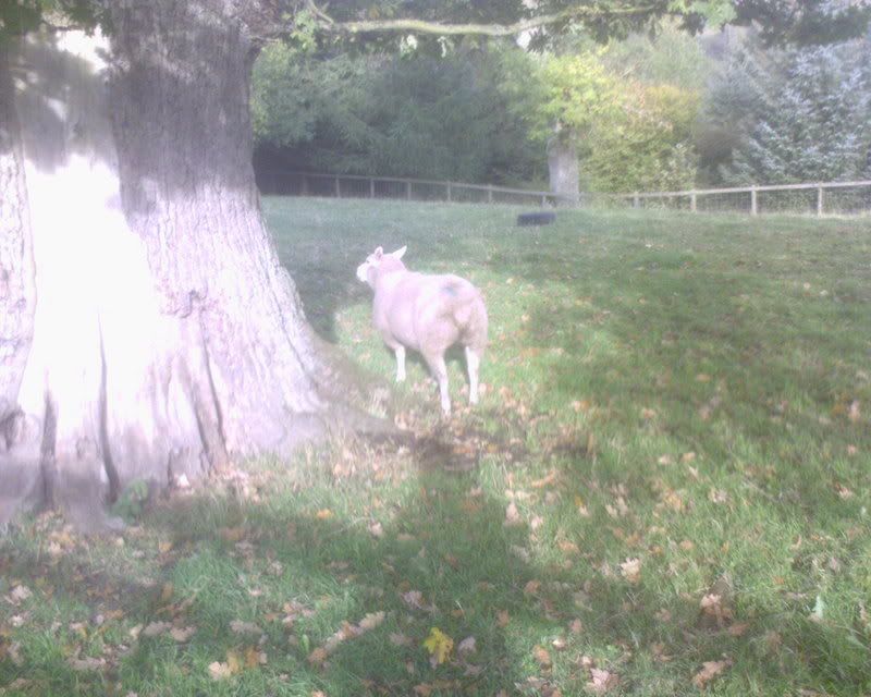 DSC00219.jpg