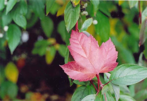 maple_leaf.jpg