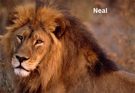 Neal-lion.jpg