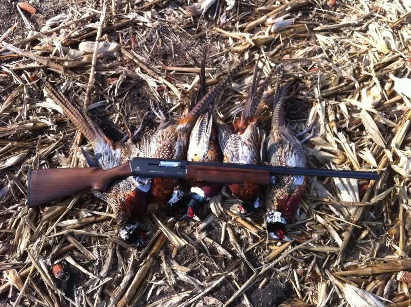 • Is the traditional 12 ga "pheasant load" the best?