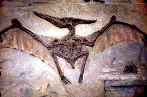 Fossil Pterodactyl