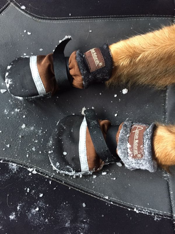 Dog Booties for Winter German Shepherds Forum