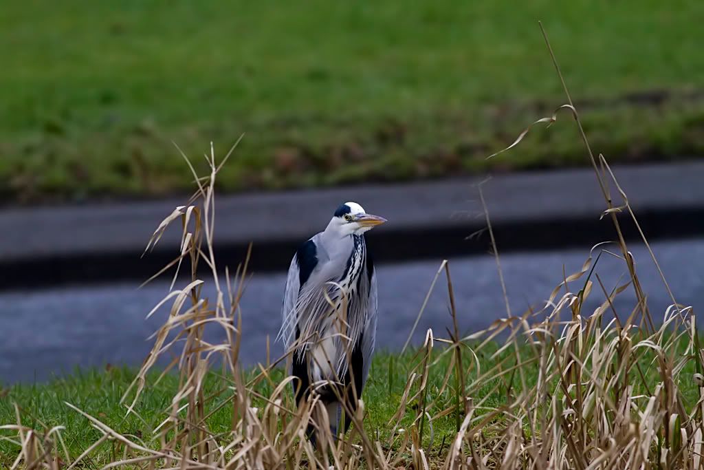 IMAGE: http://img.photobucket.com/albums/v703/weeman750/400mmL/IMG_0376.jpg