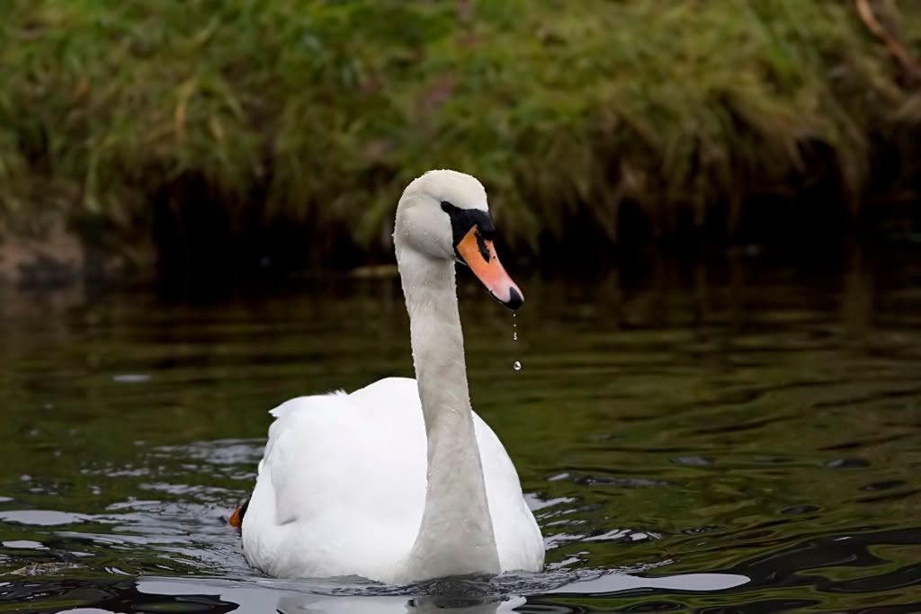 IMAGE: http://img.photobucket.com/albums/v703/weeman750/400mmL/IMG_0379.jpg