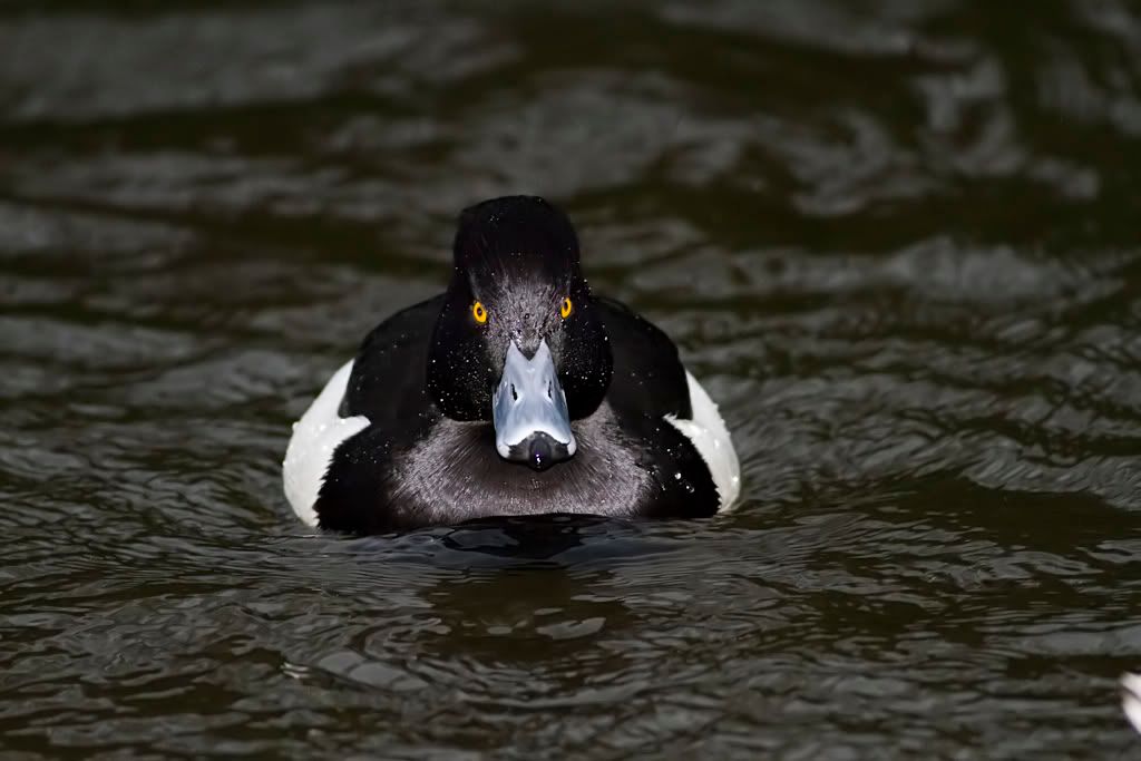 IMAGE: http://img.photobucket.com/albums/v703/weeman750/400mmL/IMG_0397.jpg