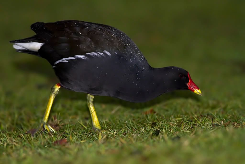 IMAGE: http://img.photobucket.com/albums/v703/weeman750/400mmL/IMG_0402.jpg