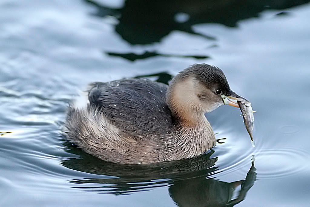 IMAGE: http://img.photobucket.com/albums/v703/weeman750/7D%20sharpened/IMG_0239.jpg