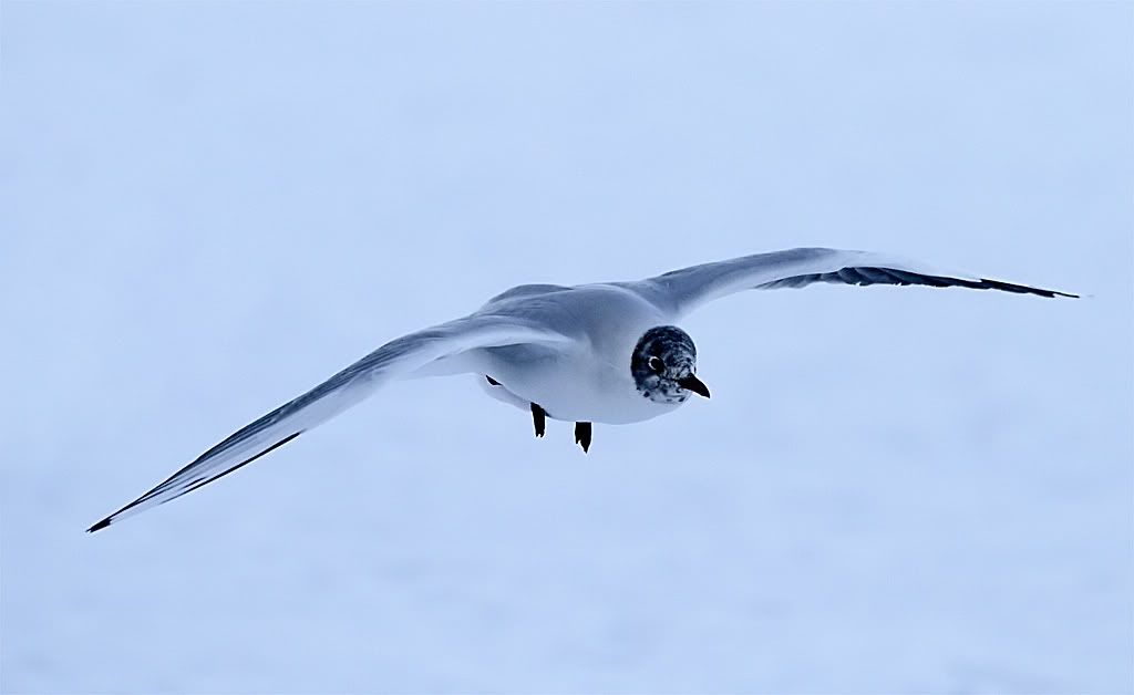 IMAGE: http://img.photobucket.com/albums/v703/weeman750/7D%20sharpened/IMG_0257.jpg