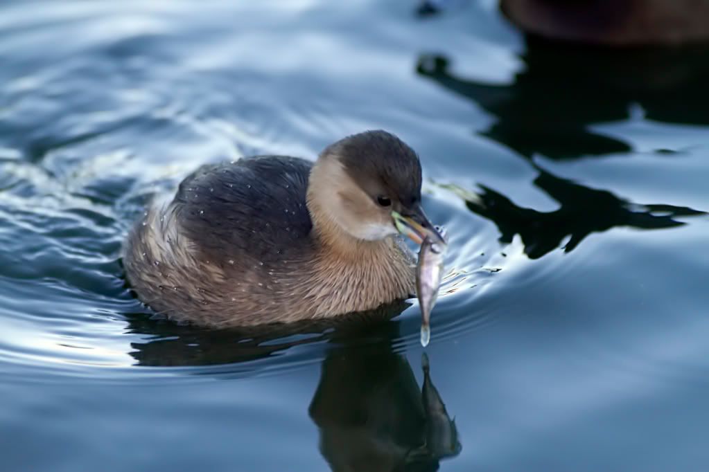 IMAGE: http://img.photobucket.com/albums/v703/weeman750/7D/IMG_0238.jpg