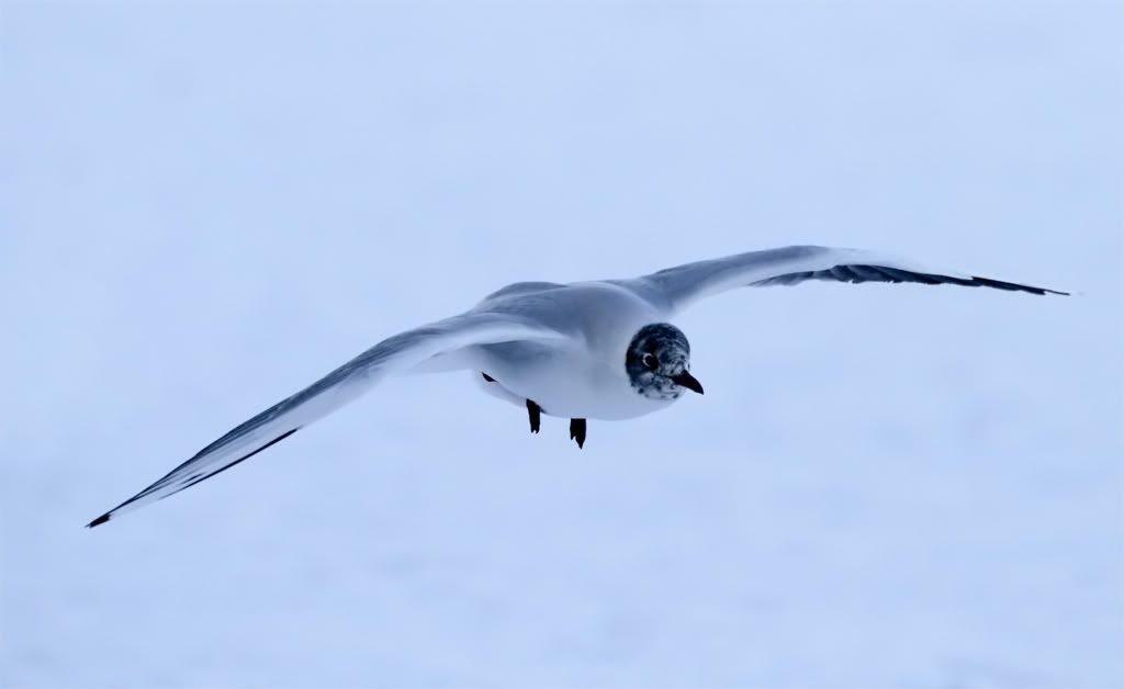 IMAGE: http://img.photobucket.com/albums/v703/weeman750/7D/IMG_0257.jpg