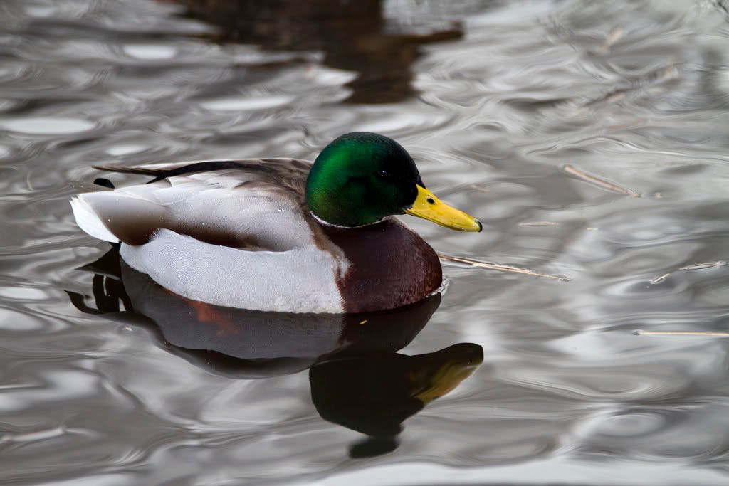 IMAGE: http://img.photobucket.com/albums/v703/weeman750/7D/calander%20park/IMG_0298.jpg