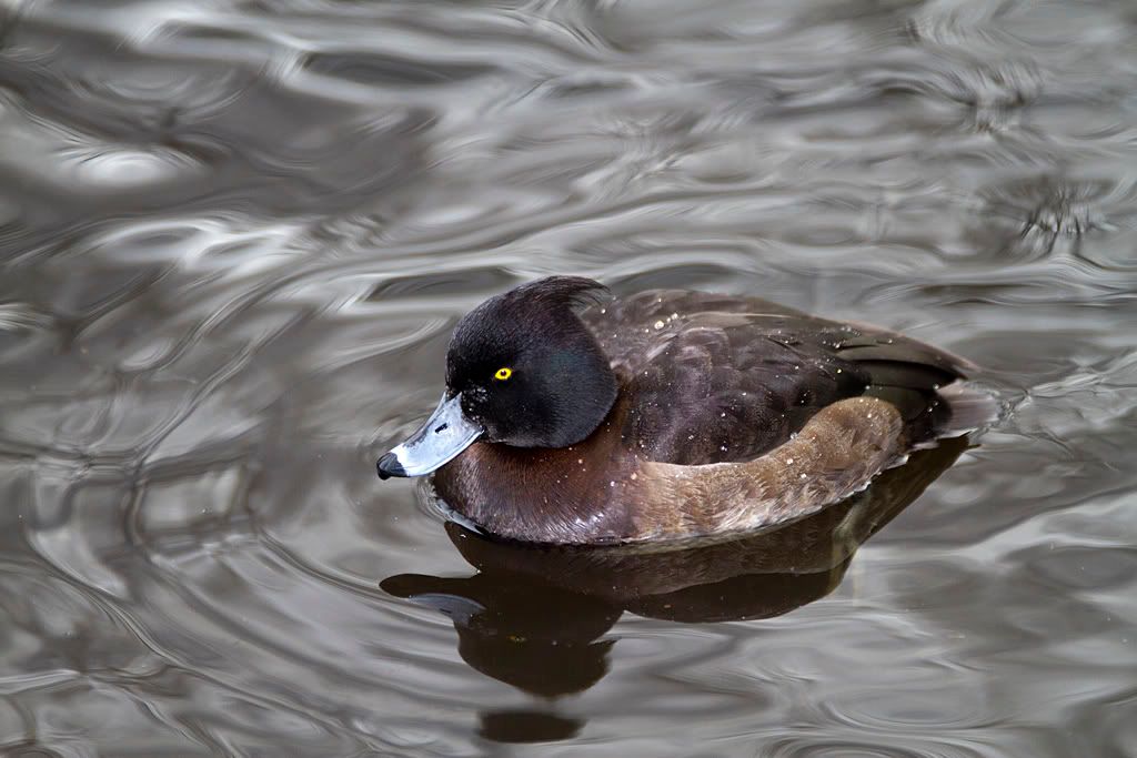 IMAGE: http://img.photobucket.com/albums/v703/weeman750/7D/calander%20park/IMG_0301.jpg