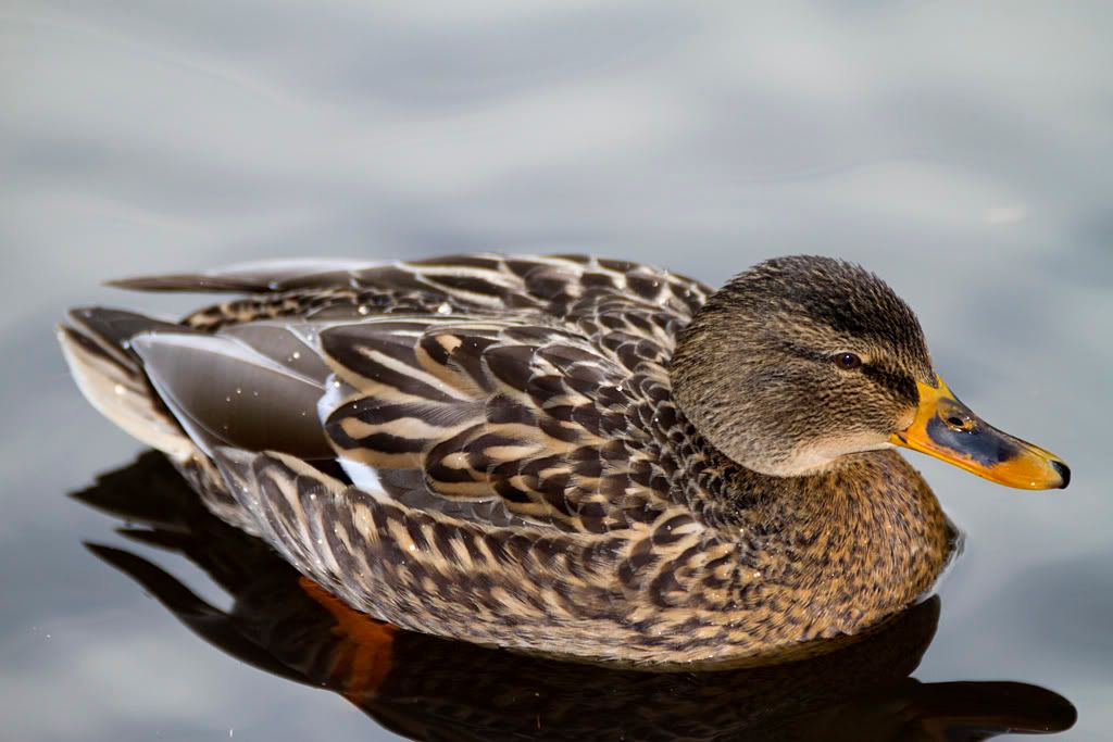 IMAGE: http://img.photobucket.com/albums/v703/weeman750/7D/calander%20park/IMG_0312.jpg