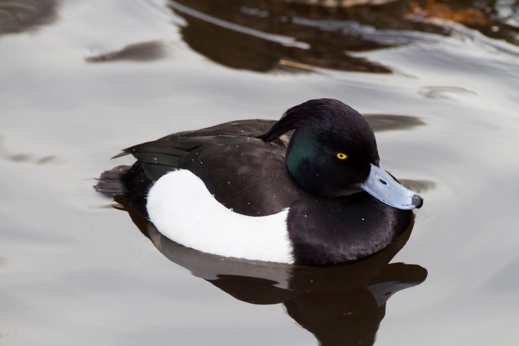 IMAGE: http://img.photobucket.com/albums/v703/weeman750/7D/calander%20park/IMG_0315.jpg