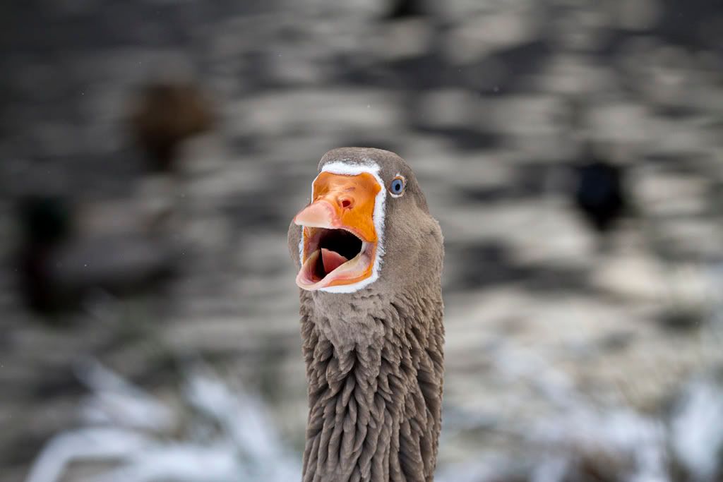 IMAGE: http://img.photobucket.com/albums/v703/weeman750/7D/calander%20park/IMG_0327.jpg