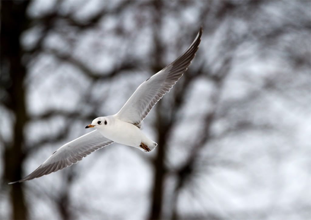 IMAGE: http://img.photobucket.com/albums/v703/weeman750/7D/calander%20park/IMG_0329.jpg