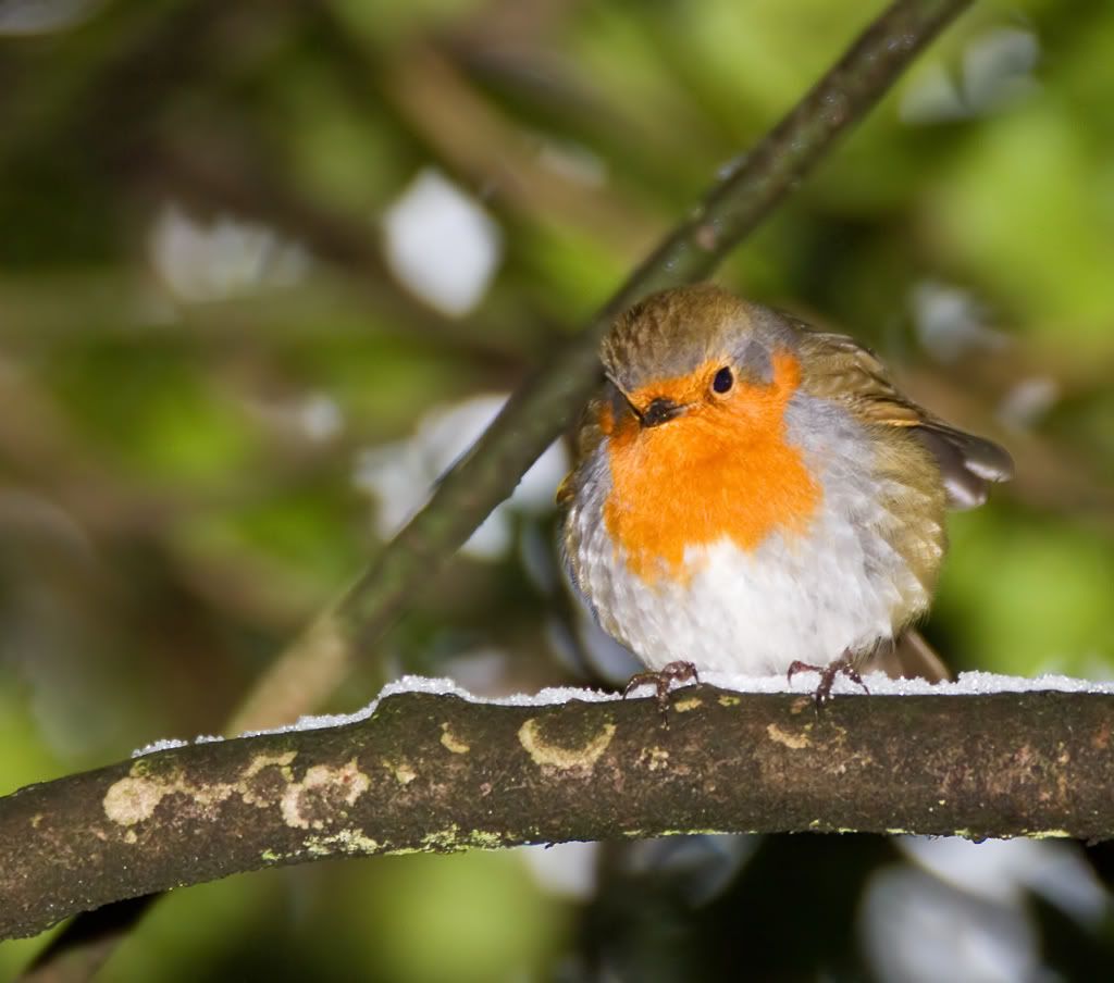 IMAGE: http://img.photobucket.com/albums/v703/weeman750/7D/calander%20park/Robin.jpg