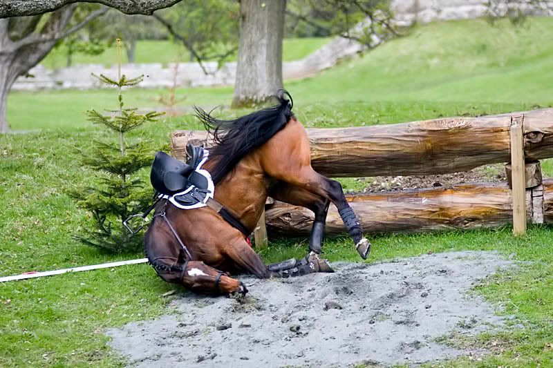 IMAGE: http://img.photobucket.com/albums/v703/weeman750/Horse%20Trials/IMG_8878.jpg