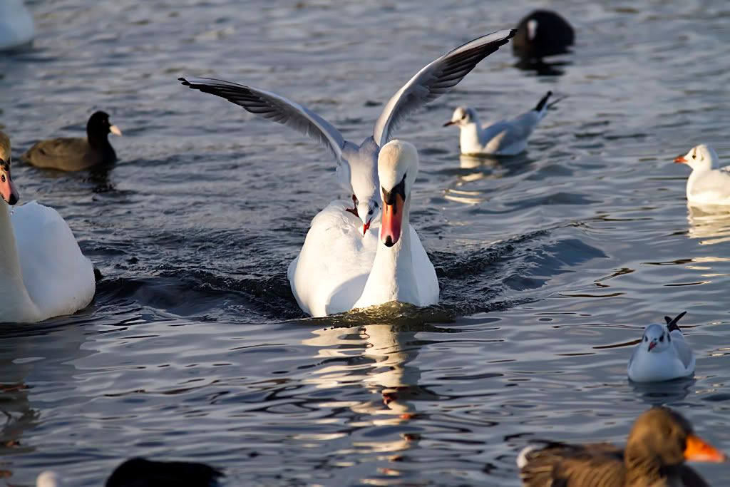 IMAGE: http://img.photobucket.com/albums/v703/weeman750/IMG_0091.jpg