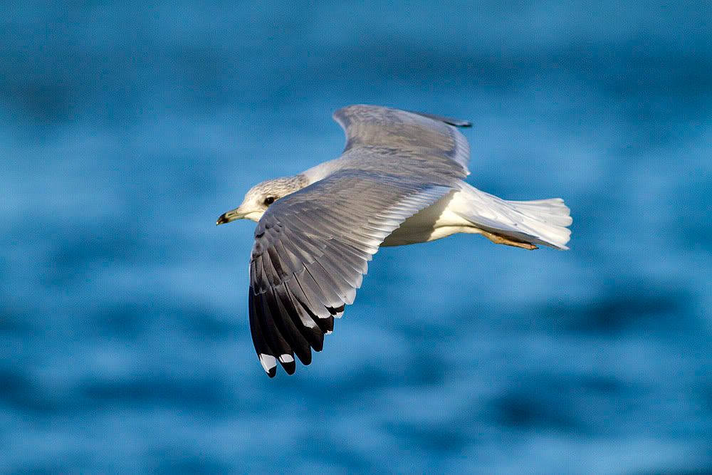 IMAGE: http://img.photobucket.com/albums/v703/weeman750/linlithgow/IMG_0418.jpg