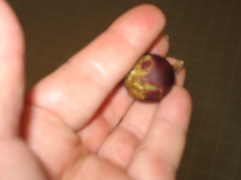 plum.jpg