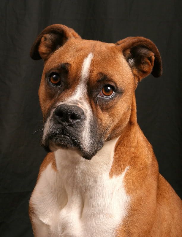 IMAGE: http://img.photobucket.com/albums/v704/cameltrophy24/dogs/jasmine2.jpg