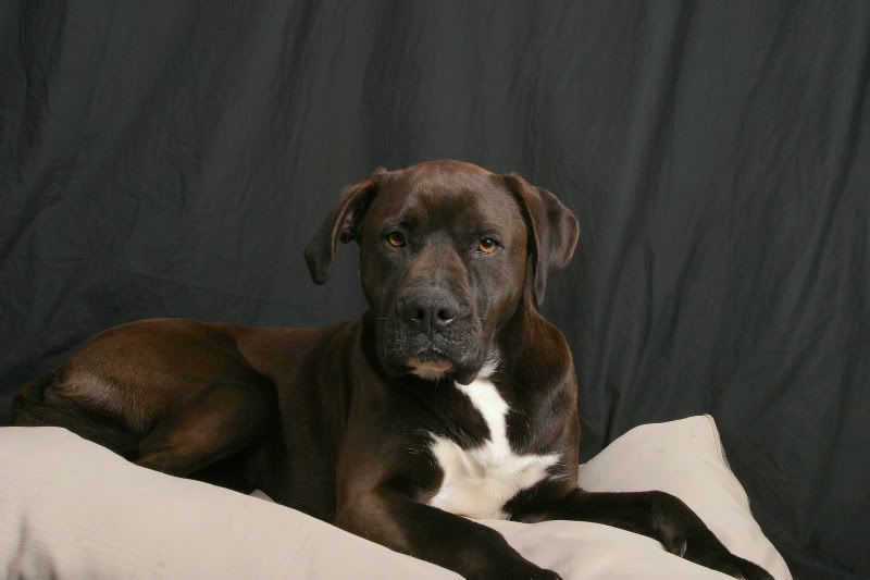 IMAGE: http://img.photobucket.com/albums/v704/cameltrophy24/dogs/lexie2.jpg