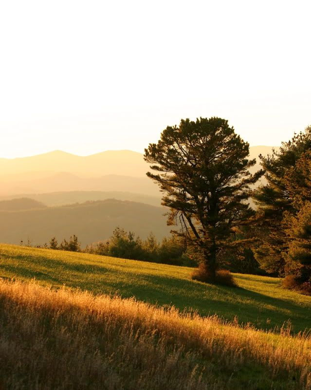 IMAGE: http://img.photobucket.com/albums/v704/cameltrophy24/photoforum/tree.jpg