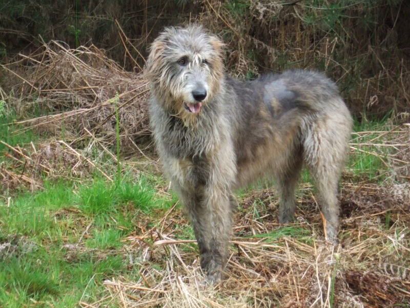 My dog's thinning hair problem