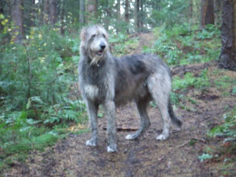 My dog's thinning hair problem