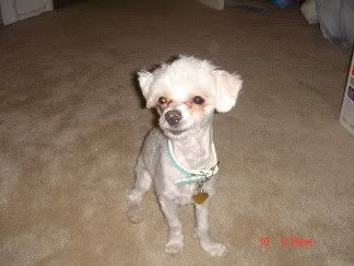 Shaved Maltese 13