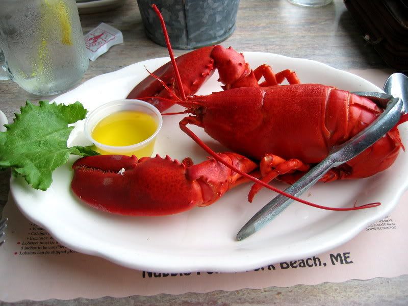 Lobster Pictures, Images and Photos