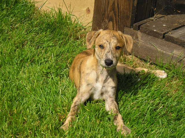 lurcherpup2.jpg